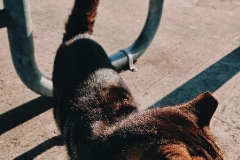 Cat-in-Park-2-SCVALENZANO