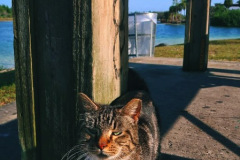 Cat-in-Park-1-SCVALENZANO